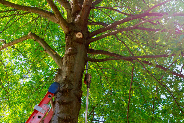 Best Tree Trimming Near Me  in Maple Valley, WA